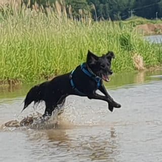 Spaß mit Hund im Wasser