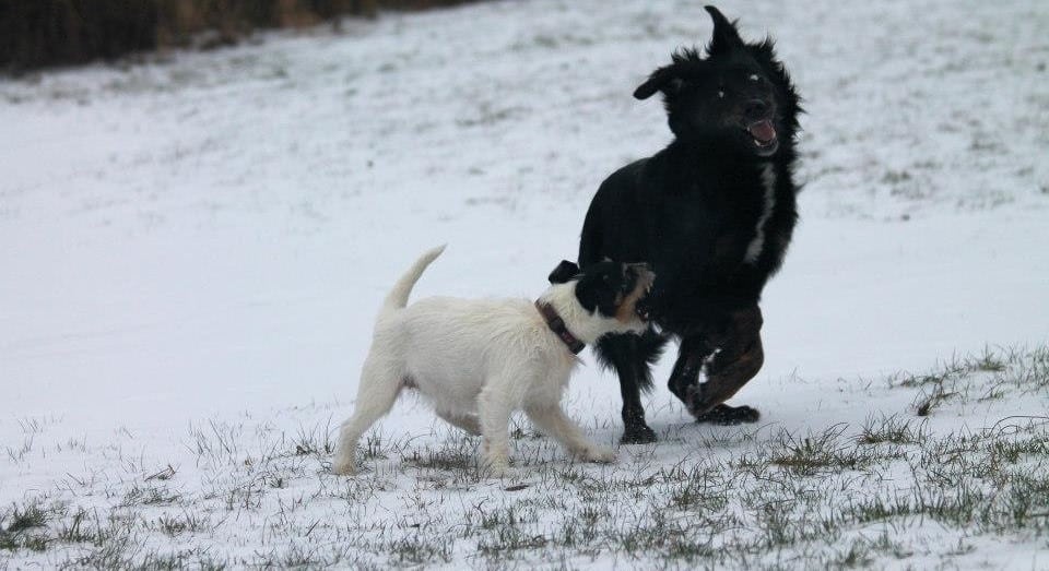Trainer für aggressive Hunde