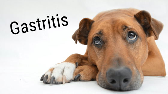 Gastritis beim Hund