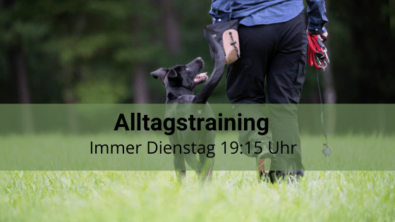 Alltagstraining Hund