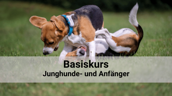 Junghunde Anfängerhunde Kulmbach
