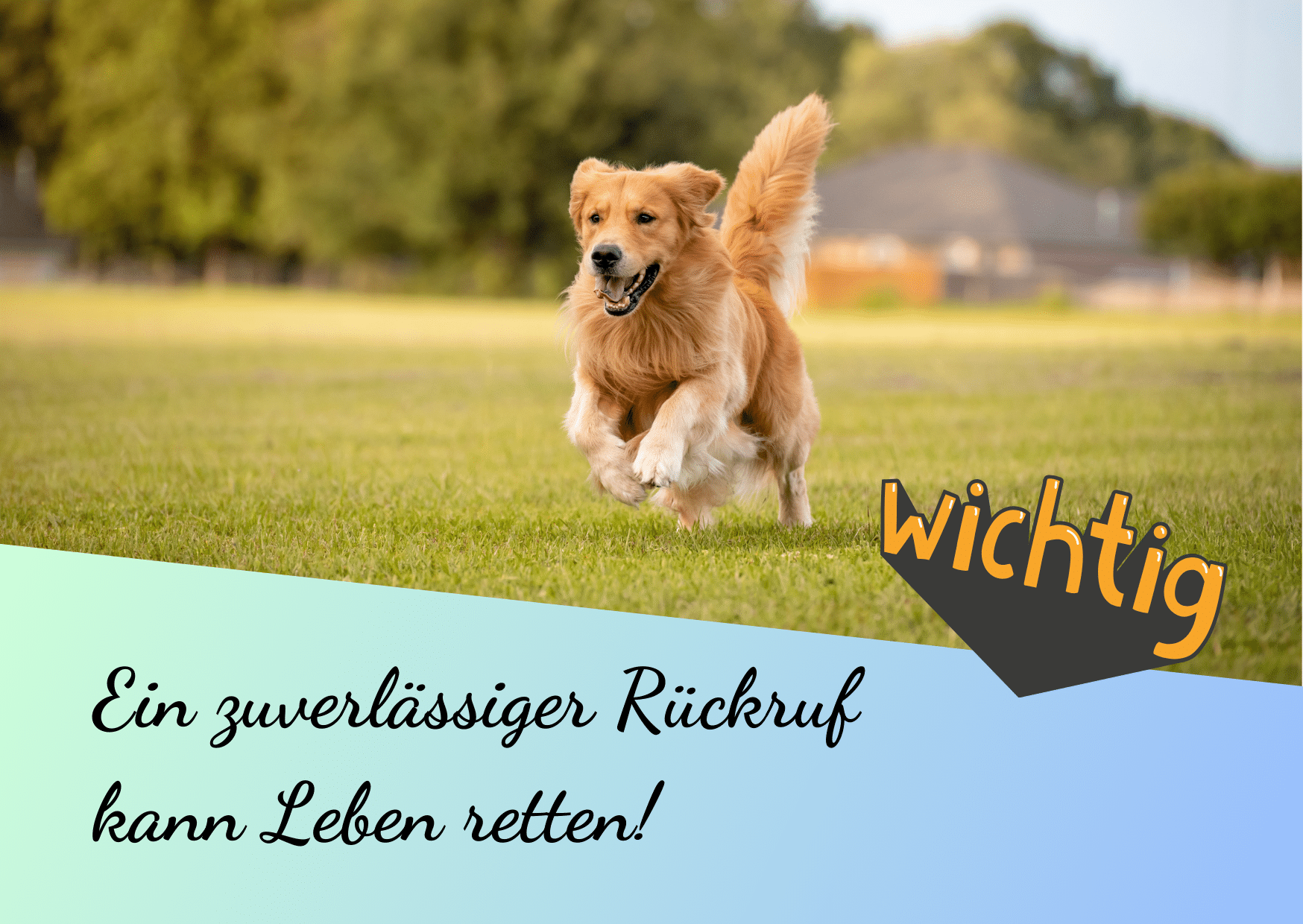 Die Bedeutung eines zuverlässigen Rückrufs | Leidenschaft-Hund