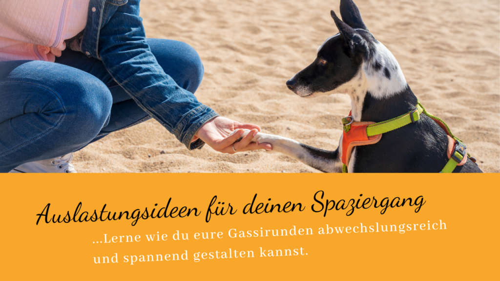 Hund gibt Frau die Pfote