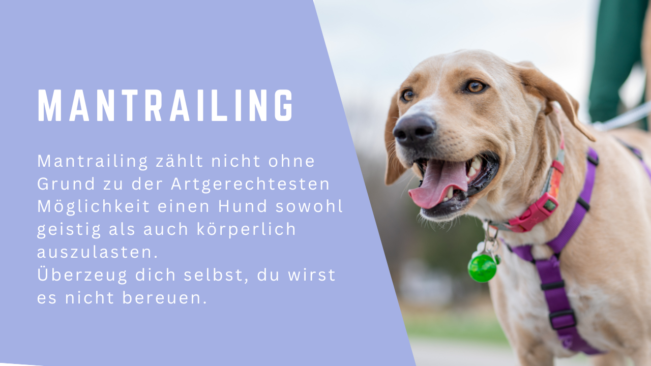 Artgerechte Beschäftigung und Auslastung für deinen Hund. Ruhe und Entspannung fördern.