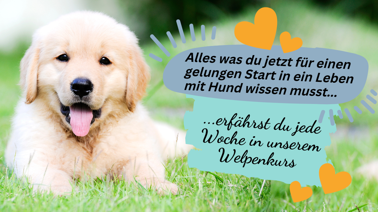 Welpe in der Wiese