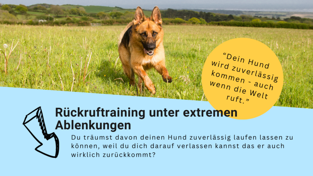 rennender Schäferhund beim Rückruf zu seinem Menschen