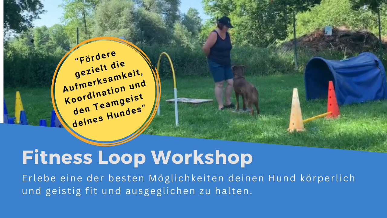 Hund der beim Training durch einen Loop springt