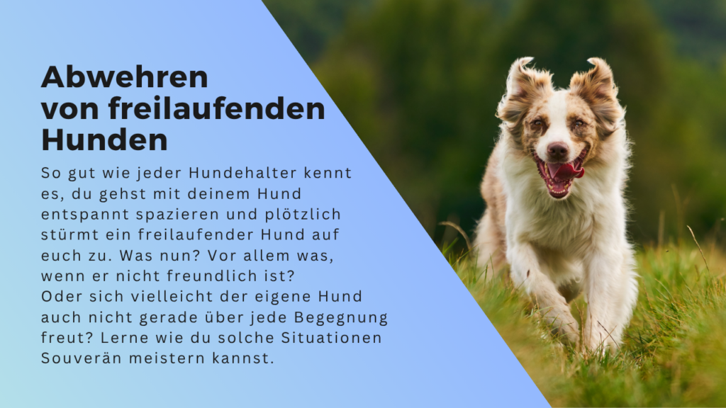 Freilaufender Hund