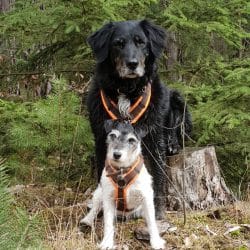 Hunde in der Natur Kulmbach